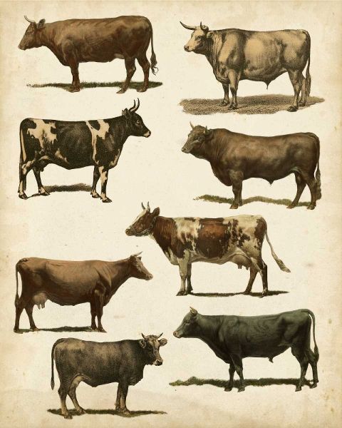 Antique Cow Chart