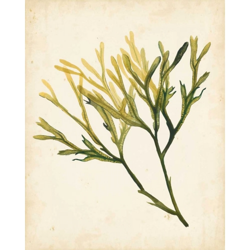 Watercolor Sea Grass V