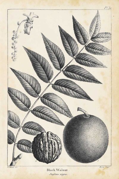 Vintage Black Walnut Tree