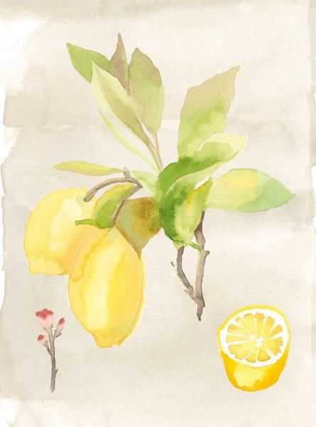 Watercolor Fruit II