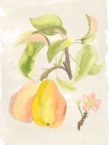 Watercolor Fruit III