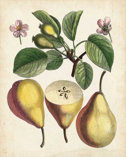 Antique Pear Study II