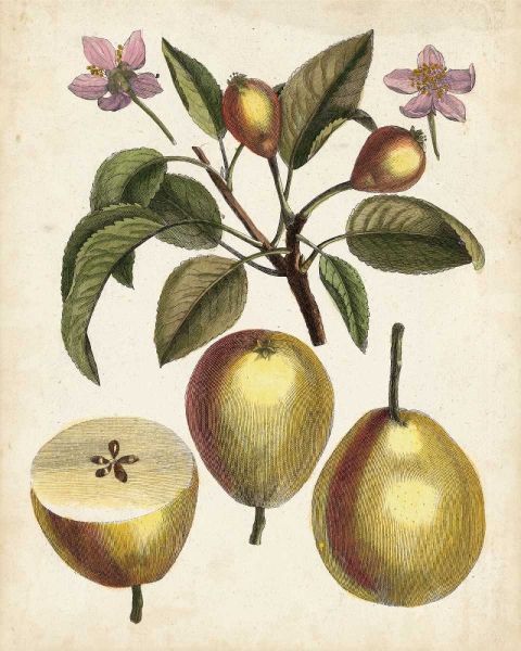 Antique Pear Study III