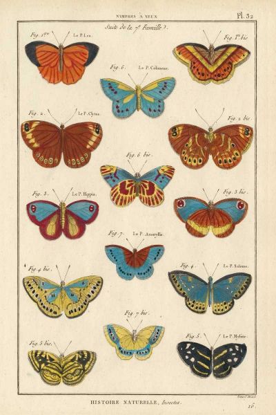 Histoire Naturelle Butterflies I