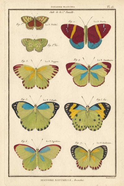 Histoire Naturelle Butterflies II