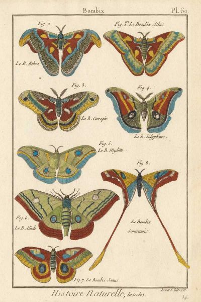 Histoire Naturelle Butterflies III