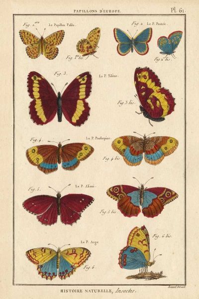 Histoire Naturelle Butterflies IV