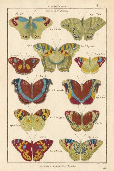 Histoire Naturelle Butterflies V