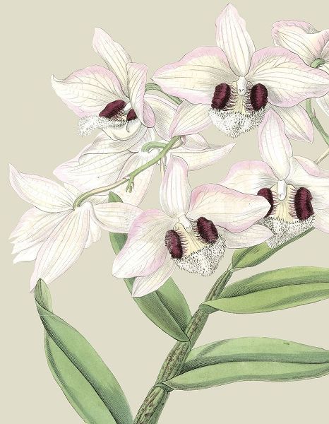 Custom Orchid Blooms II (ASH)