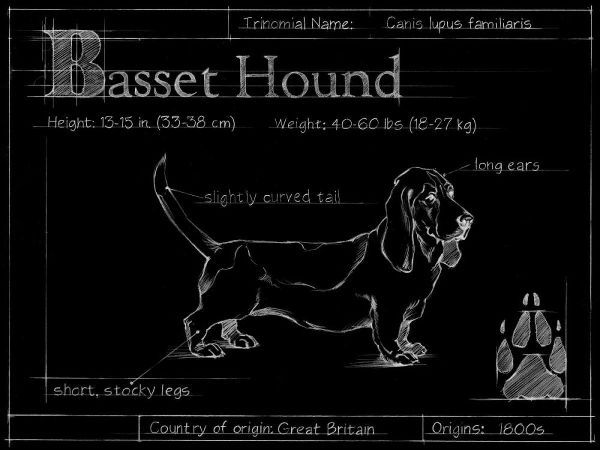 Blueprint Bassett Hound