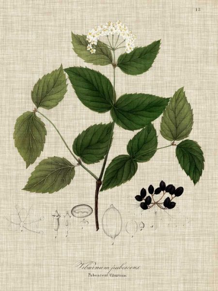 Linen and Leaves I