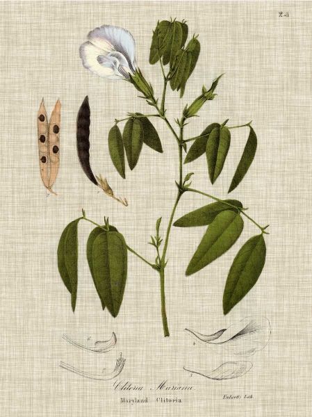 Linen and Leaves IV
