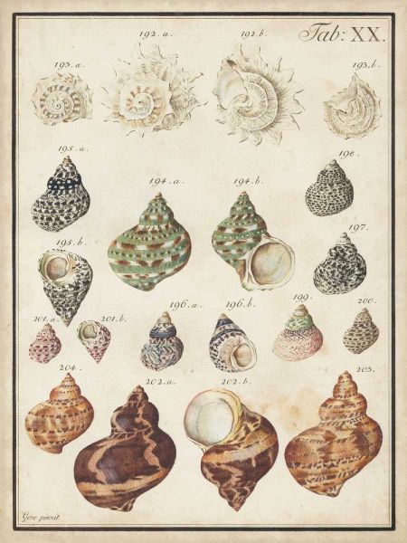 Seashell Synopsis I