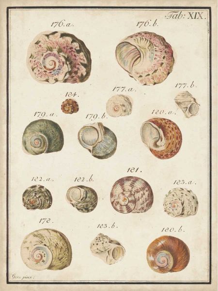 Seashell Synopsis III