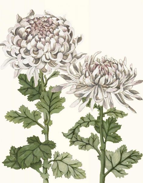 Early Spring Chrysanthemums II