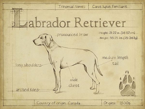 Antique Labrador Retriever (ASH)