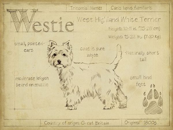 Antique Westie (ASH)