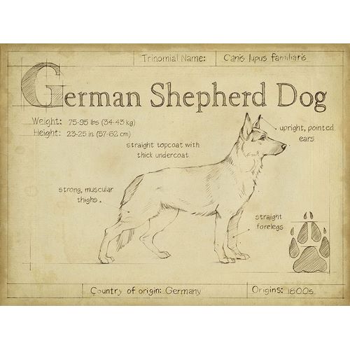 Antique German Shepherd (ASH)