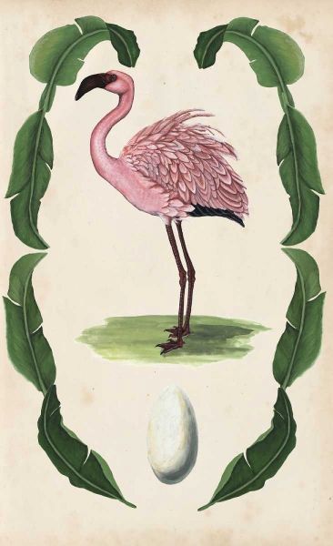Antiquarian Menagerie - Flamingo II