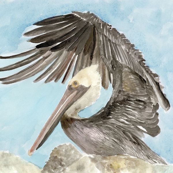 Soft Brown Pelican II