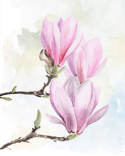 Magnolia Blooms I