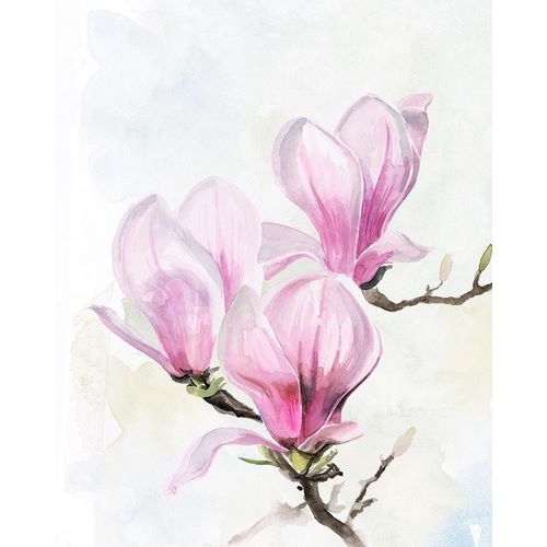 Magnolia Blooms II