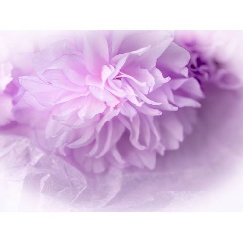 Dreamy Florals in Violet II