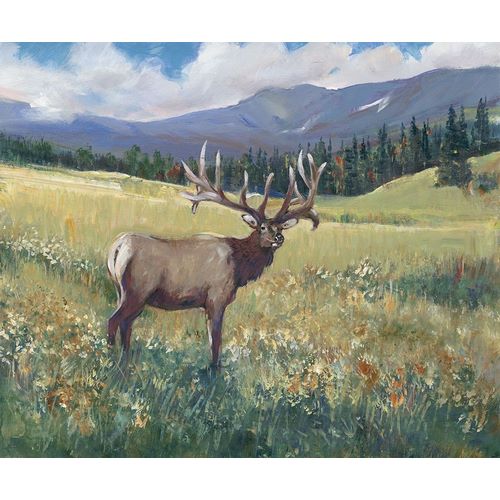 Rocky Mountain Elk I