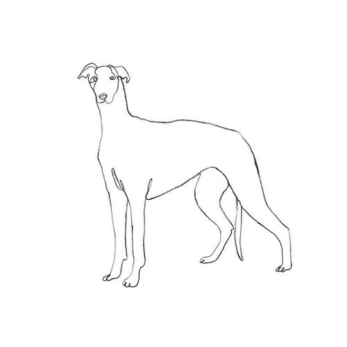 Scarvey, Emma 아티스트의 Greyhound Pencil Sketch II작품입니다.