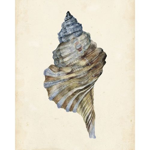 3-UP Watercolor Seashell III