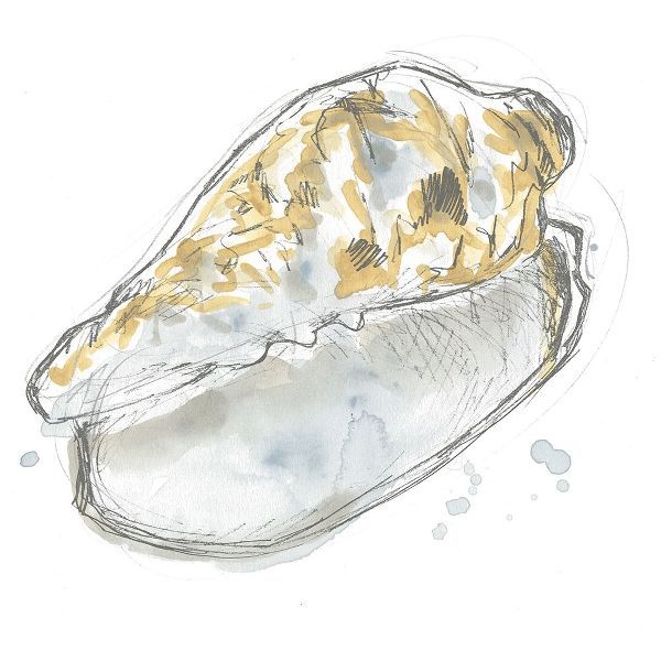 Citron Shell Sketch IV