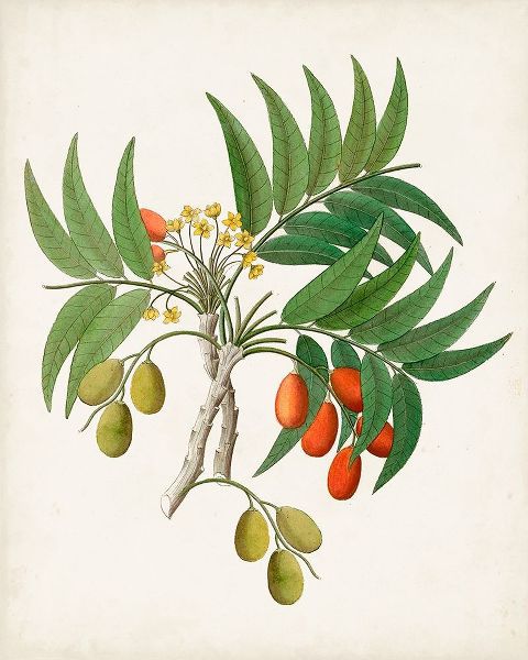 Botanical of the Tropics VI