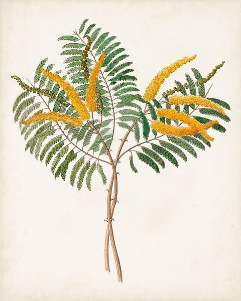 Botanical of the Tropics VIII