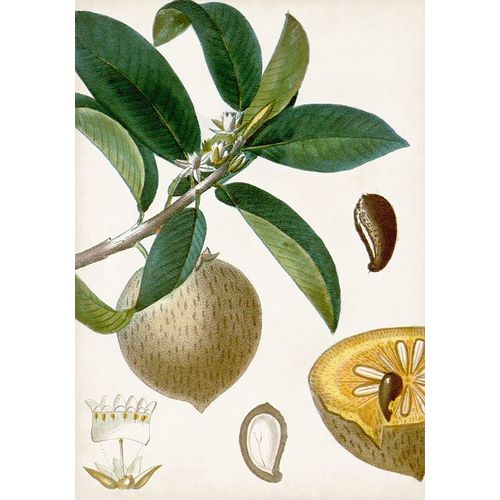 Turpin Tropical Fruit I