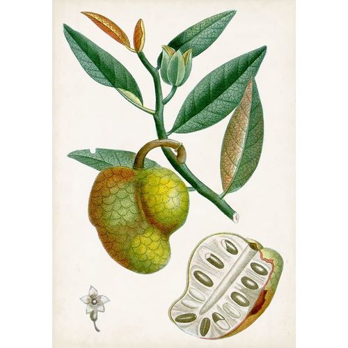 Turpin Tropical Fruit III