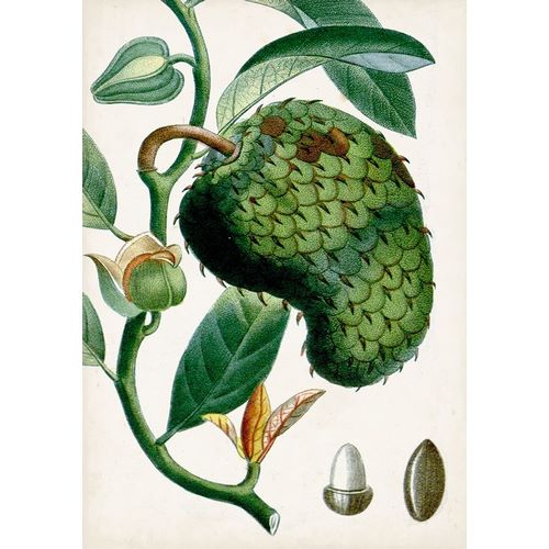 Turpin Tropical Fruit VIII