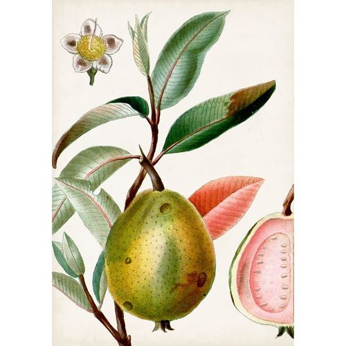 Turpin Tropical Fruit IX