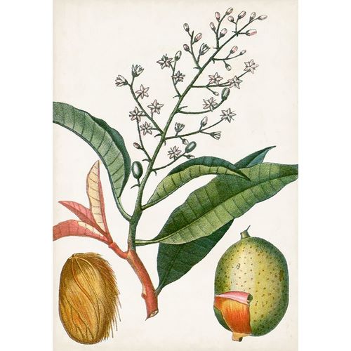 Turpin Tropical Fruit X