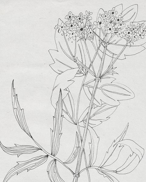 Wang, Melissa 아티스트의 Wild Blossoms II작품입니다.