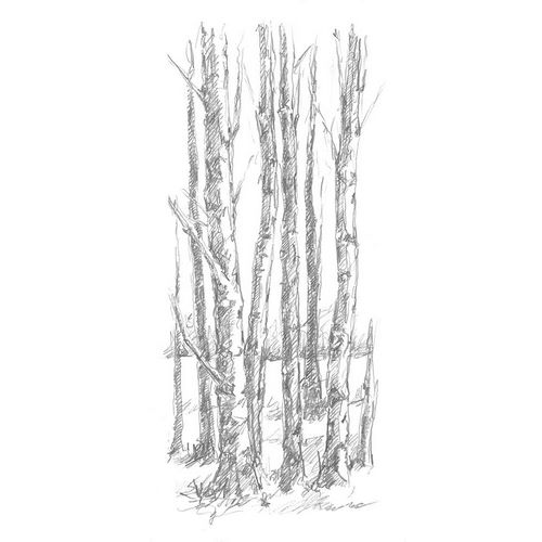 Harper, Ethan 아티스트의 Birch Tree Sketch I 작품