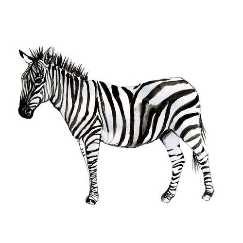 Standing Zebra II