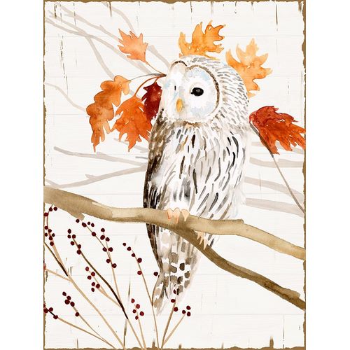 Harvest Owl II