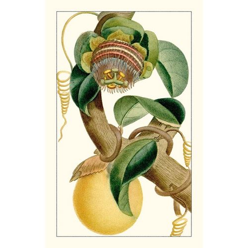 Turpin Exotic Botanical VII