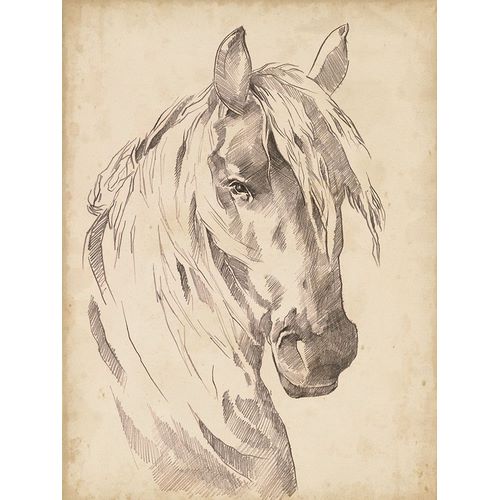 Horse Portrait Sketch I