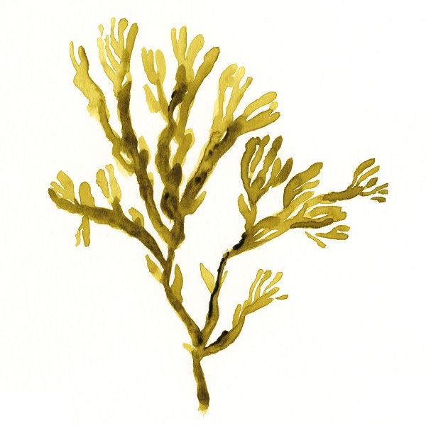Suspended Seaweed I