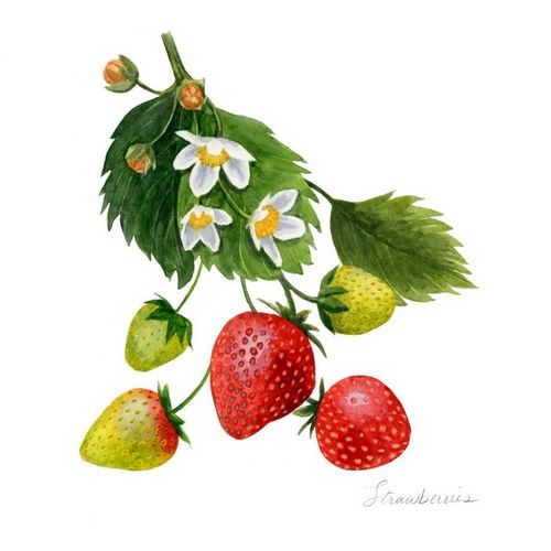 Strawberry Study I