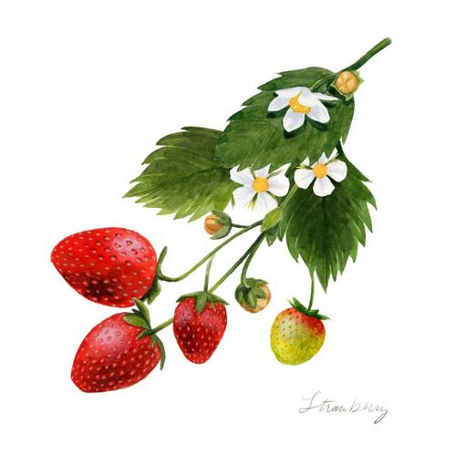 Strawberry Study II