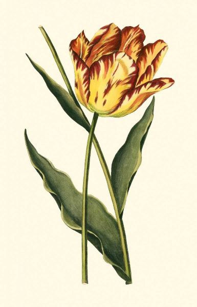 Vintage Tulips I