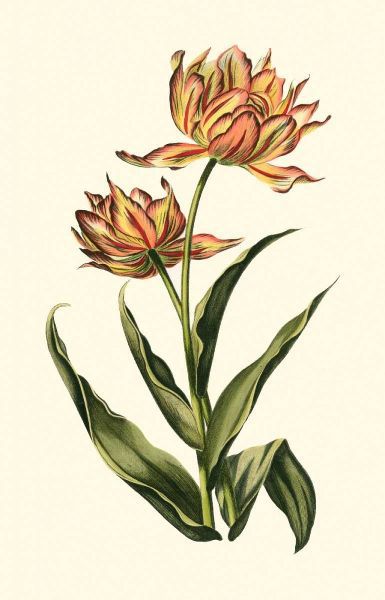 Vintage Tulips III