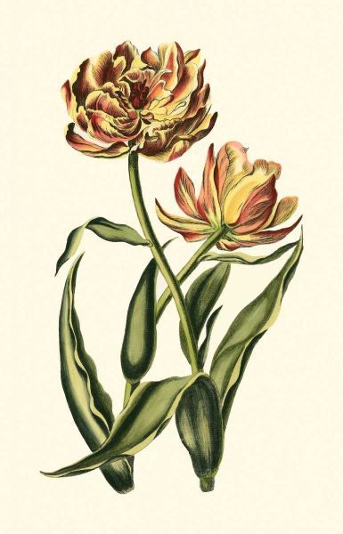 Vintage Tulips IV